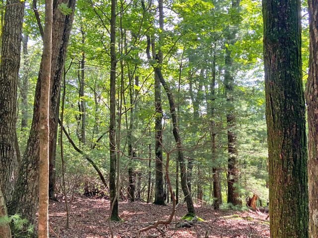 Land in Dahlonega for sale