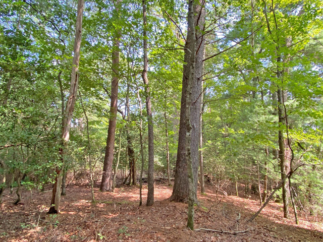 Acreage for sale Lumpkin County GA